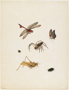 Insekter, ca 1805 (bläck, wc och grafit på papper)