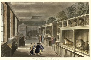 Interiörvy av Politos Royal Menagerie, Exeter Change, Strand, 1812 (akvatint) av English School