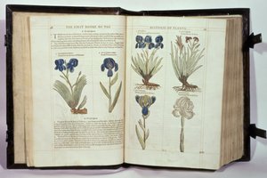 Iris (Flowers de-luce), sex sorter från "The First Booke of the Historie of Plants" av John Gerard, publicerad 1597 av English School