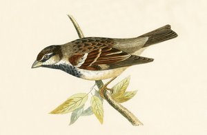 Italian House Sparrow, illustration från "A History of the Birds of Europe Not Observed in the British Isles" av Charles Robert Bree (1811-86), publicerad 1867 av English School