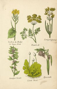 Jack by the Hedge eller Sauce Alone, Hemlock, Long Cyperus, Juniper Shrub, Liver Wort, Hyacinth (färglitografi) av English School
