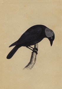 Jackdaw (färgmedlemmar) av English School