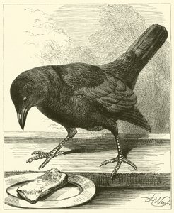 Jackdaw (gravyr) av English School