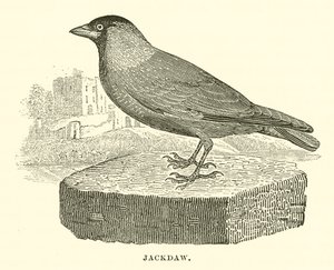 Jackdaw (gravyr) av English School