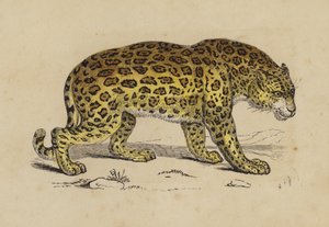 Jaguar (färg litho) av English School
