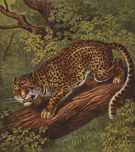 Jaguar (färg litho) av English School