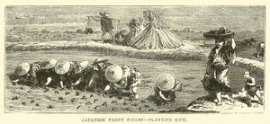Japanska risfält, plantering av ris av English School