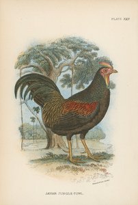 Javan Jungle-Fowl av English School
