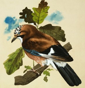 Jay av English School