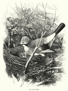 Jay and Nest (gravyr) av English School