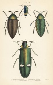 Juvelbaggar: Buprestis chrysis 1, Buprestis sternicornis 2 av English School