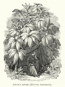 Jonas kalebass, Ricinus communis (gravyr) av English School
