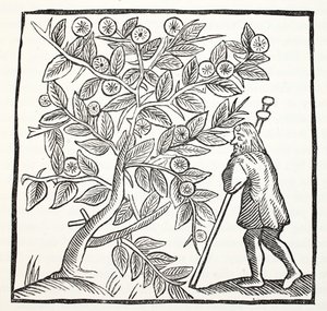 Joseph of Arimathea and the Glastonbury Thorn, illustration från Chap-books of the Eighteenth Century av John Ashton, pub. 1882 av English School