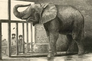 Jumbo, den stora afrikanska elefanten i Zoologiska trädgården (gravyr) av English School