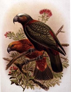 Kaka Papegoja och Variety Kaka-Kura från 