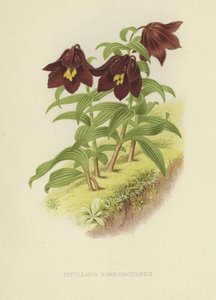 Kamchatka fritillary eller Kamchatka lilja av English School