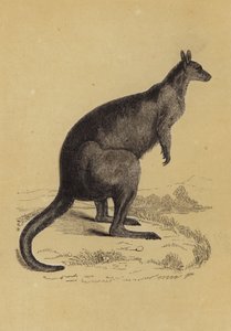 Känguru (färg litho) av English School