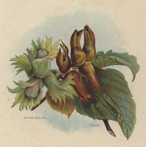 Kentish Cob-nötter, Filberts av English School