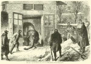 Döda en elefant för mat i Jardin d