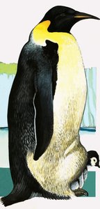 Kong Penguinswed av English School