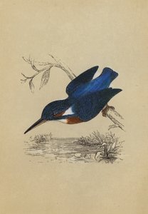 Kingfisher (färglitografi) av English School