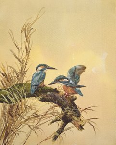 Kingfishers, ca 1890 (wc på papper) av English School