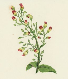 Knuten fikonört, Scrophularia nodosa (färg litho) av English School
