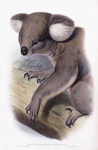 Koala - Phascarctos cinereus, 1845-1863 av English School