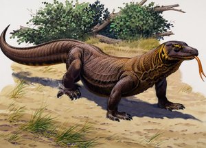 Komodovaran (gouache på papper) av English School