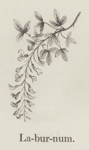 Laburnum (gravyr) av English School