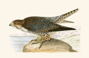 Lanner Falcon, illustration från "A History of the Birds of Europe Not Observed in the British Isles" av Charles Robert Bree (1811-86), publicerad 1867.