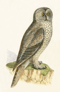 Lap Owl, illustration från "A History of the Birds of Europe Not Observed in the British Isles" av Charles Robert Bree (1811-86), publicerad 1867 av English School
