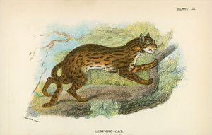 Leopard-katt av English School