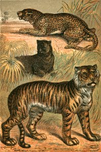 Leopard, Black Panther och Tiger av English School