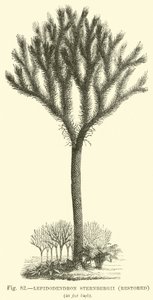 Lepidodendron Sternbergh, restaurerad av English School