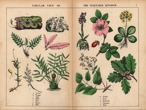 Lav, svamp, alger, mossa, ormbunke, gräs, palm, orkidé, ros, auricula, klematis och ek. , från "The Instructive Picture Book, or Lessons from the Vegetable World," [Charlotte Mary Yonge], Edinburgh av English School