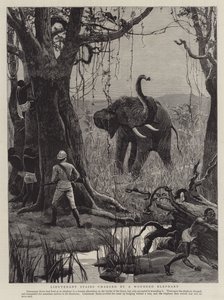 Lieutenant Stairs laddad av en sårad elefant (gravyr) av English School