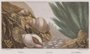 Limpet, Lila, Slit-Limpet (färg litho) av English School