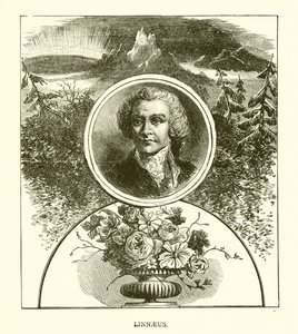 Linnéa av English School
