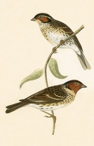 Little Bunting, illustration från "A History of the Birds of Europe Not Observed in the British Isles" av Charles Robert Bree (1811-86), publicerad 1867 av English School