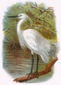 Lilla Egret av English School