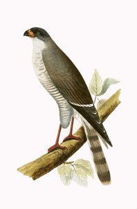 Little Red Billed Hawk, illustration från "A History of the Birds of Europe Not Observed in the British Isles" av Charles Robert Bree (1811-86), publicerad 1867