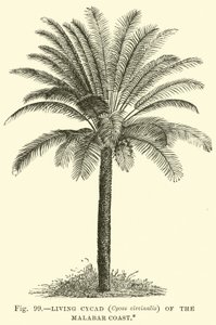 Levande Cycad (Cycas circinalis) på Malabarkusten av English School