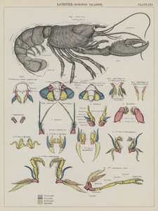 Hummer, Homarus Vulgaris (färglitografi) av English School
