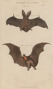 Långörat fladdermus och vampyrfladdermus (färgad gravyr) av English School