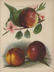 Lord Napier (floder), Humboldt (floder), Dryden (floder) av English School