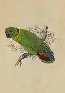 Love Bird (färg litho) av English School