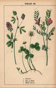 Lusern, tara eller vicker och vitklöver  , från "The Instructive Picturebook, or Lessons from the Vegetable World," [Charlotte Mary Yonge], Edinburgh av English School
