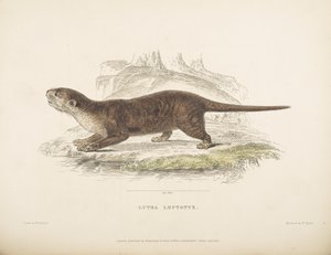 Lutra Leptonyx, från "Zoological Researches in Java and the Neighboring Islands", av Thomas Horsfield av English School