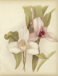 Lycaste skinneri och vit sort
